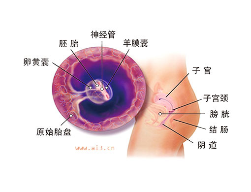 怀孕一个月胎儿图 怀孕1个月胎儿发育情况