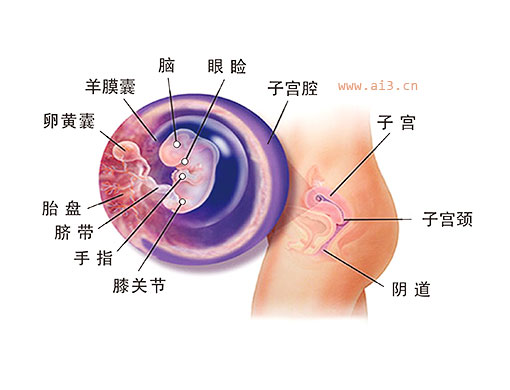 怀孕二个月胎儿图 怀孕2个月胎儿发育情况