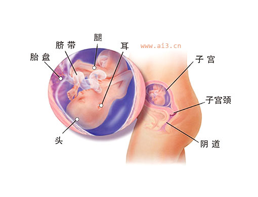 怀孕四个月胎儿图 怀孕4个月胎儿发育情况