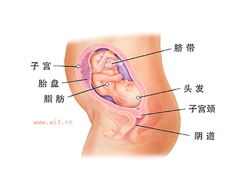 怀孕六个月胎儿图 怀孕6个月胎儿发育情况