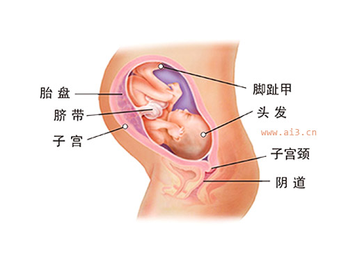 怀孕八个月胎儿图 怀孕8个月胎儿发育情况
