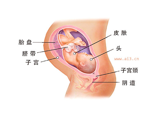 怀孕九个月胎儿图 怀孕9个月胎儿发育情况